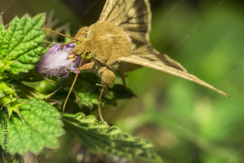Fototapeta premium butterfly 49