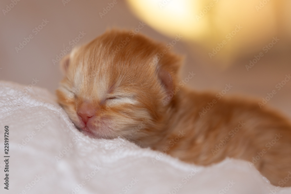 Obraz premium Neugeborenes Katzenbaby BKH - süß