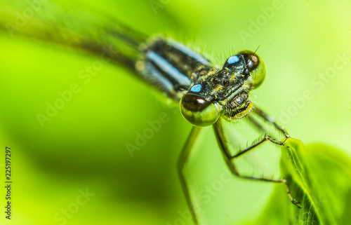 dragonfly 31. © jucan