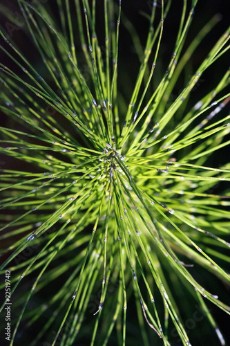 Sunlit grass organic closeup