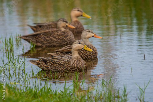 Canvas Print Ducks in a row