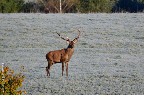 Fototapeta Naklejka Na Ścianę i Meble -  deer stag with antlers to rut on the meadow 