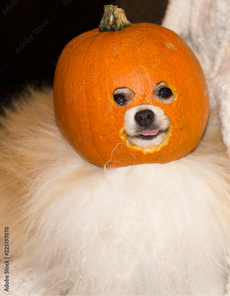 Dog in a pumpkin cheap