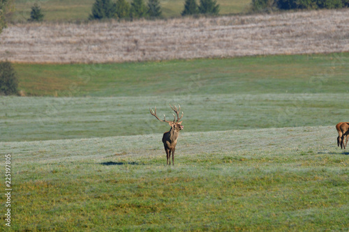 deer stag with antlers to rut on the meadow 