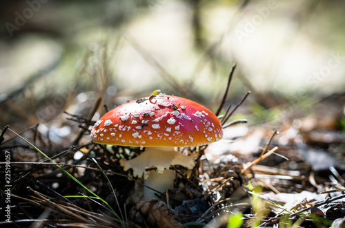 Beautiful red fly agaric on a sunny autumn forest glade