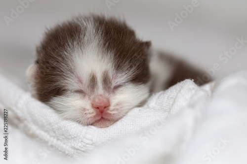 Neugeborenes Katzenbaby BKH - süß