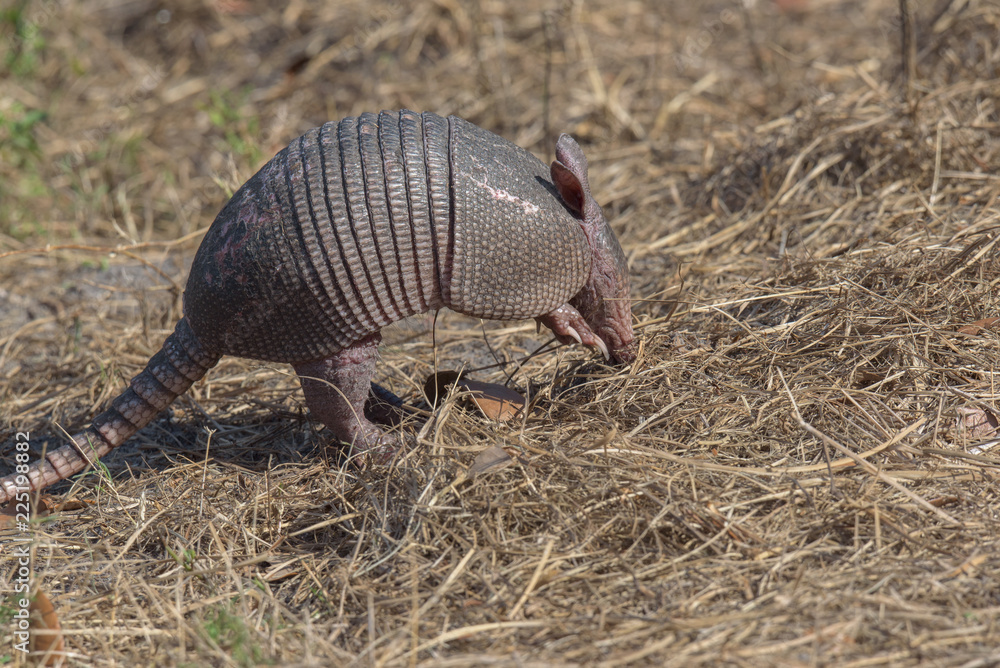 Armadillo Armadillo