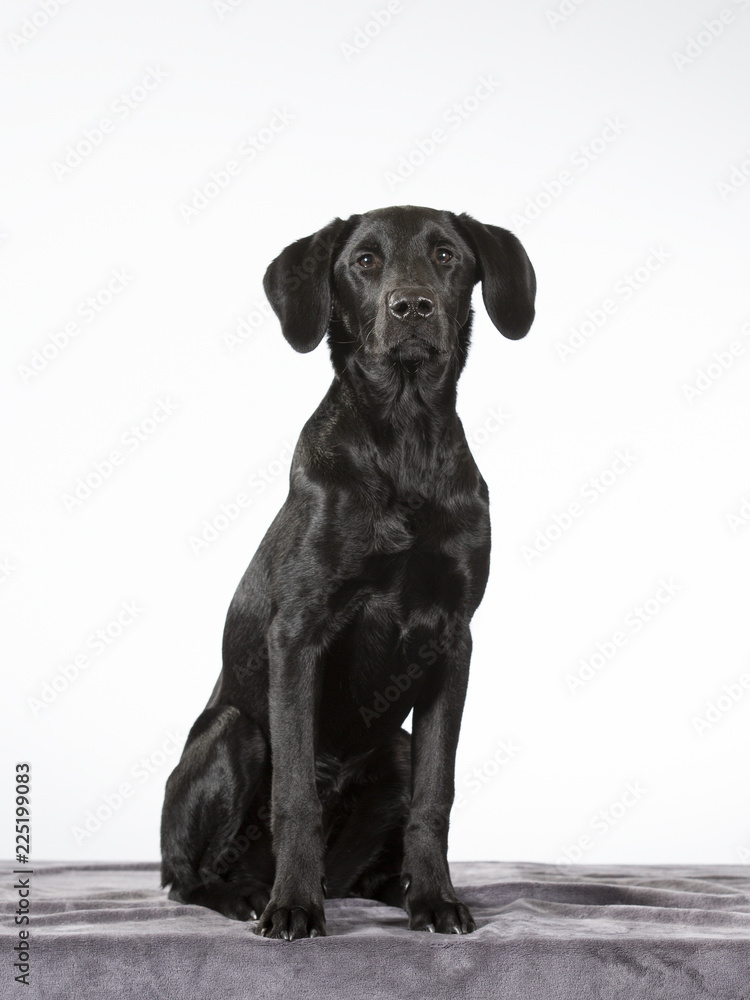 Black labrador puppy dog with a white background. Isolated on white. Black labrador puppy dog with a white background. Isolated on white.