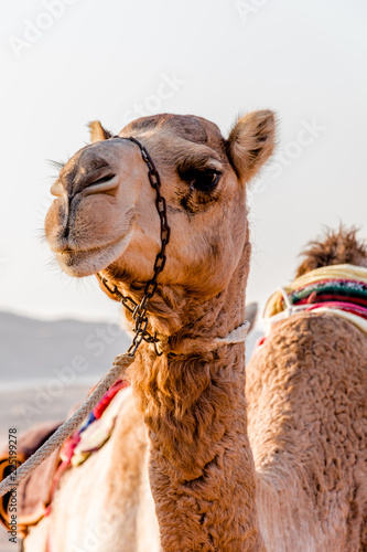 Camel in the Desert, Oman, Africa