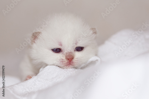 BKH Katzenbaby Kitten weiß - cinnamon point edel und süß 