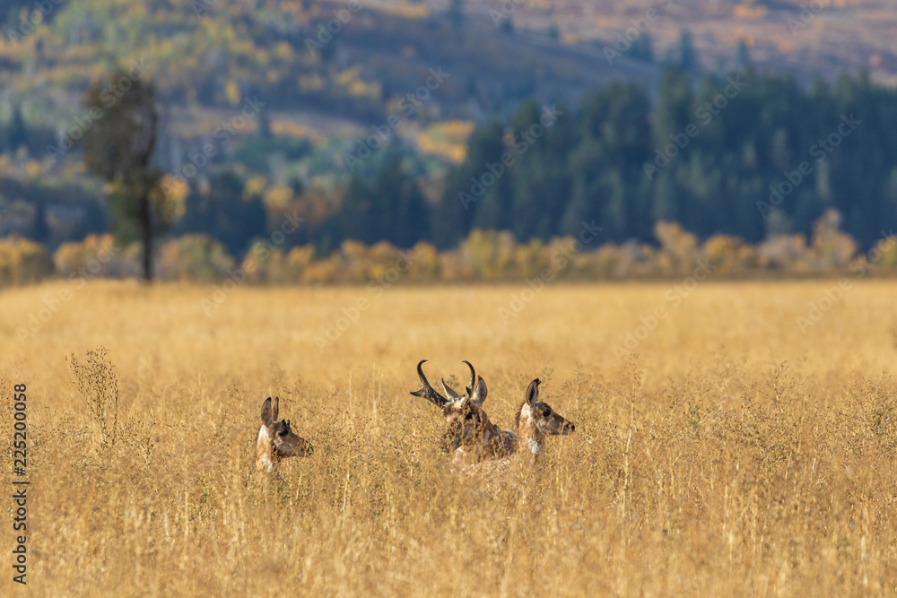 Pronghorn Antelope in the Fall Rut Pronghorn Antelope in the Fall Rut