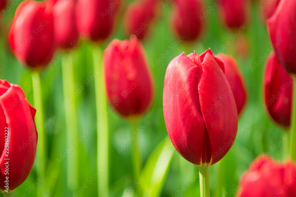Blooming red tulips, selective focus, shallow depth of field Blooming red tulips, selective focus, shallow depth of field