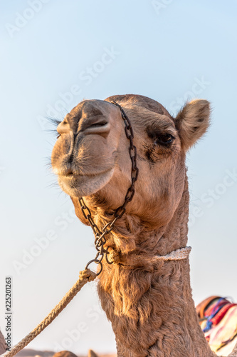 Camel in the Desert  Oman  Africa