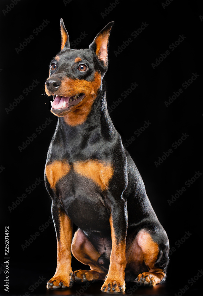 Zwergpinscher Dog  Isolated  on Black Background in studio