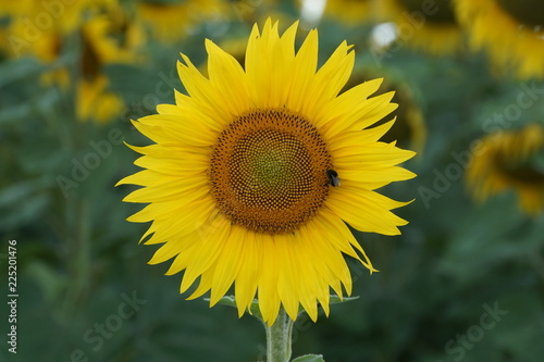 Fototapeta Naklejka Na Ścianę i Meble -  Sonnenblume