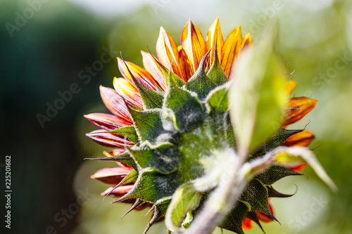 Fototapeta Naklejka Na Ścianę i Meble -  Rote Sonnenblume von hinten