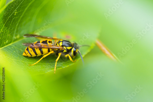 Wespe auf Blatt © LightFalcon