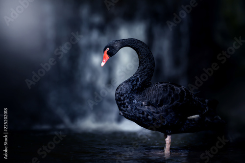 Fototapeta Beautiful Black Swan (Cygnus atratus). Copy space