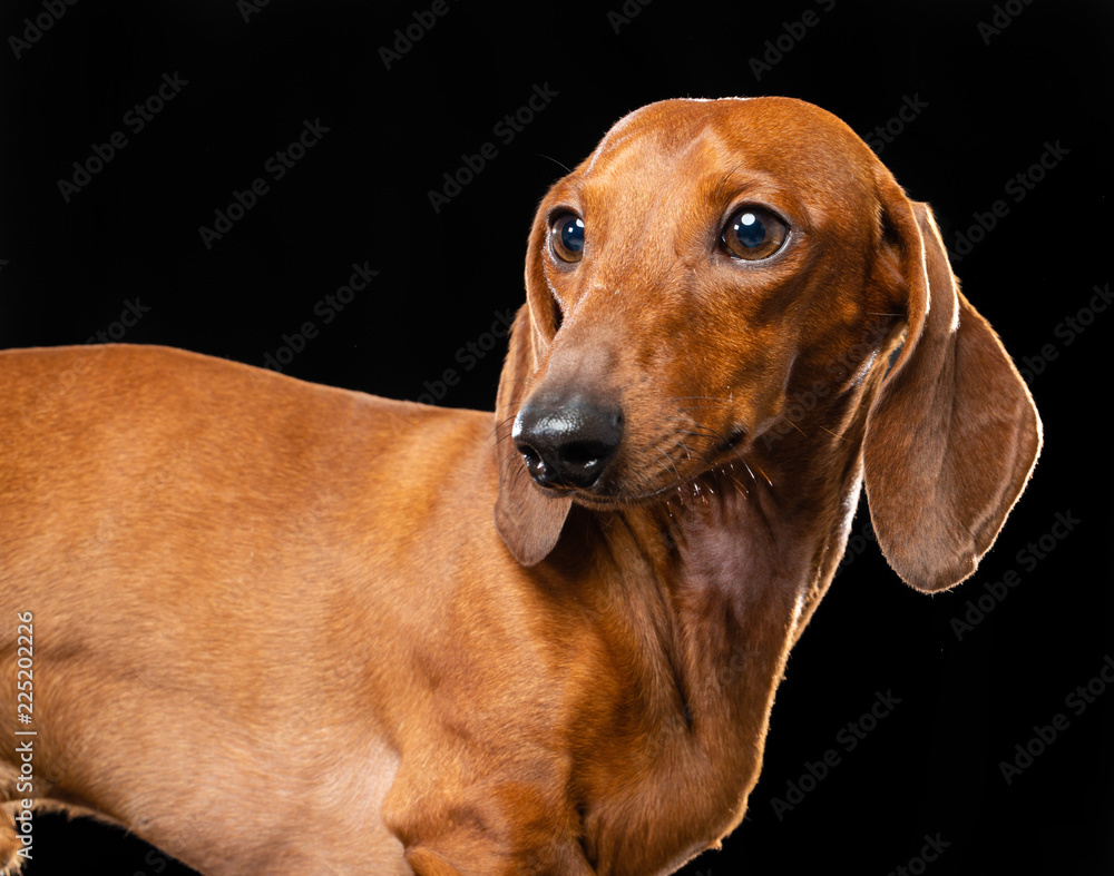 Dachshund Dog  Isolated  on Black Background in studio