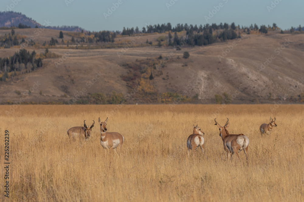Fototapeta premium Pronghorn Antelope in the Fall Rut
