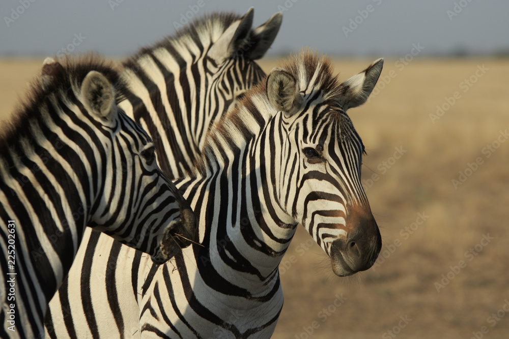 Fototapeta premium Three plains zebras in a steppe close-up