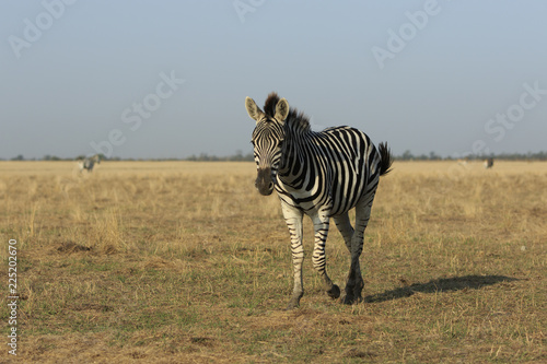 Single wild zebra walks in a field in ukrainian reserve Askania-Nova