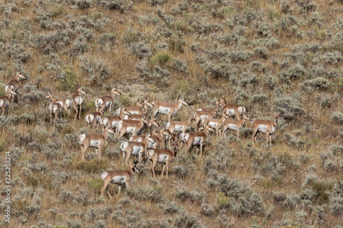 Pronghorn Antelope in the Fall Rut