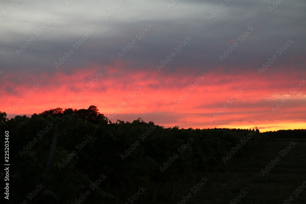 Coucher de soleil sur le vignoble