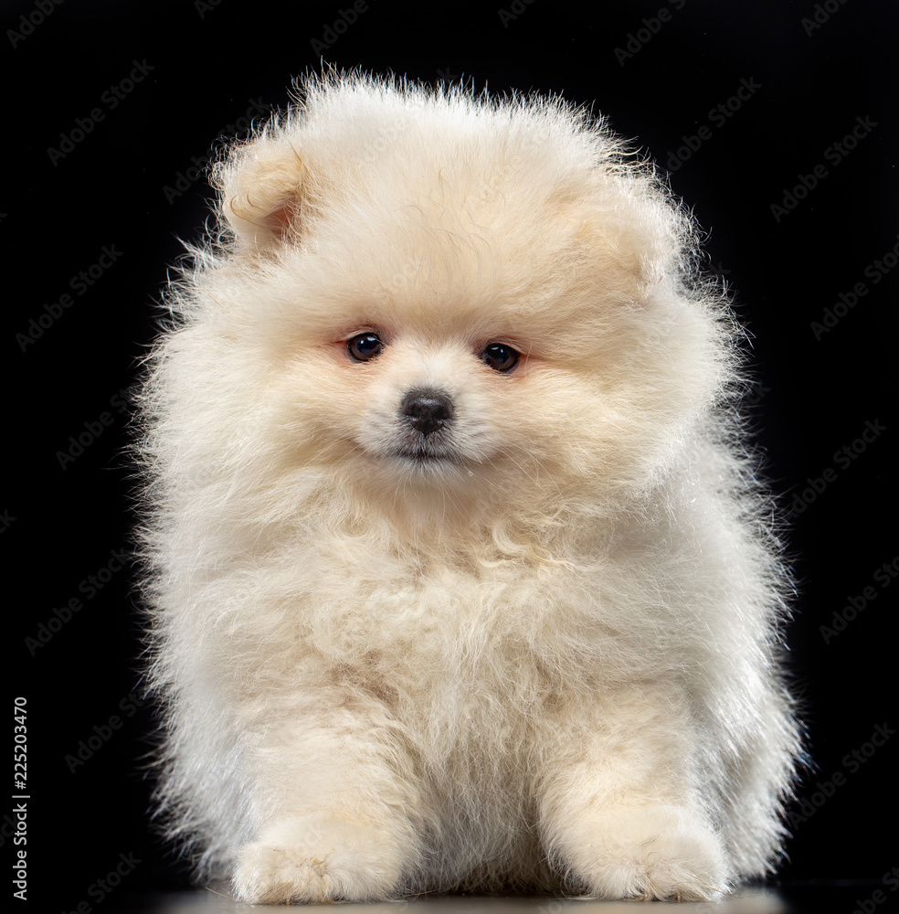 Puppy spitz Dog Isolated on Black Background in studio Puppy spitz Dog Isolated on Black Background in studio