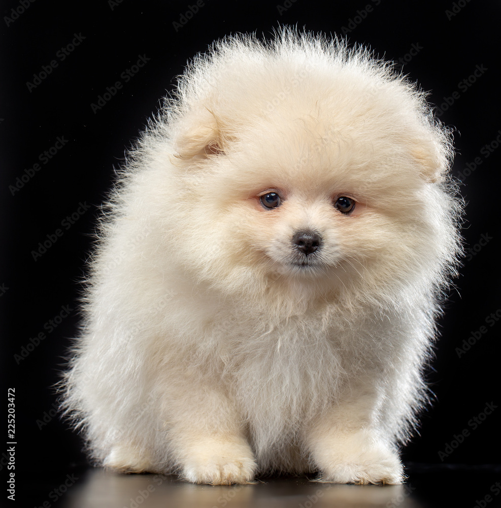 Puppy spitz Dog Isolated on Black Background in studio Puppy spitz Dog Isolated on Black Background in studio