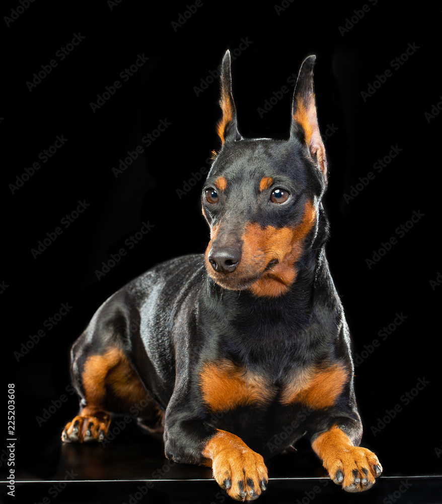 Zwergpinscher Dog Isolated on Black Background in studio Zwergpinscher Dog Isolated on Black Background in studio