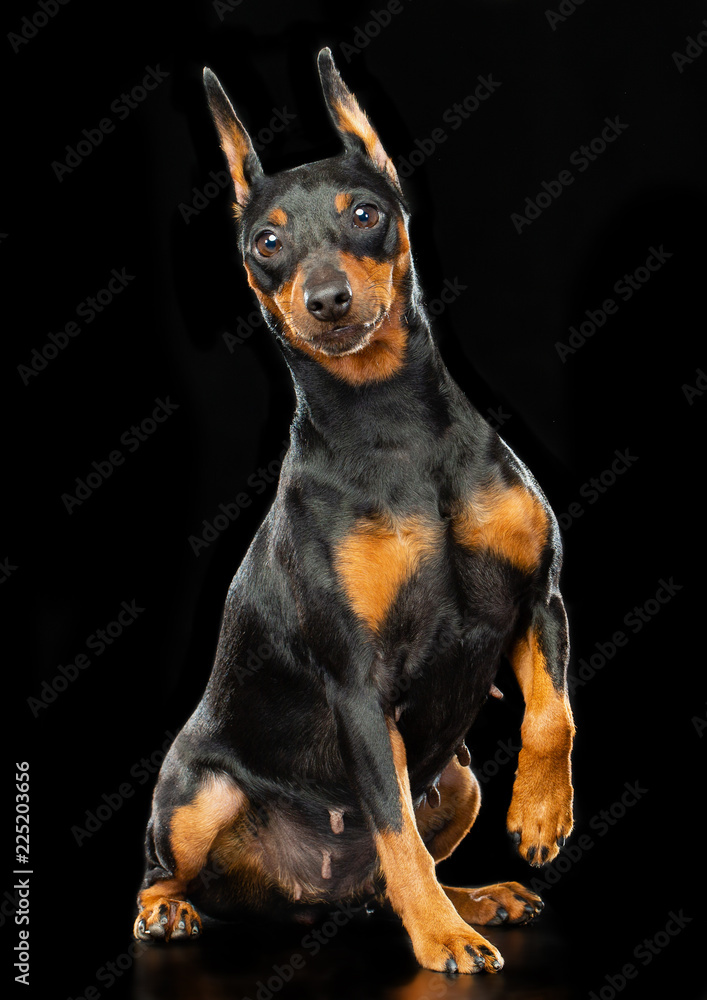 Zwergpinscher Dog  Isolated  on Black Background in studio