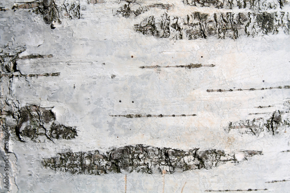 Obraz premium Czarno-biała kora europejskiej białej brzozy lub Betula pendula
