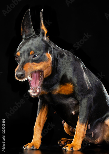 Zwergpinscher Dog Isolated on Black Background in studio