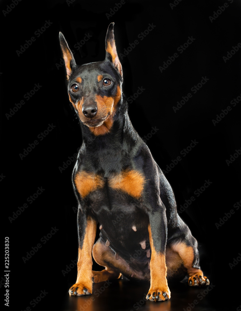 Zwergpinscher Dog Isolated on Black Background in studio Zwergpinscher Dog Isolated on Black Background in studio