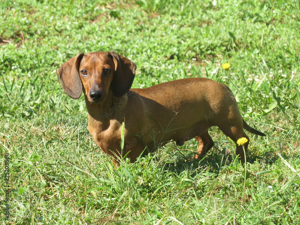 dachshund