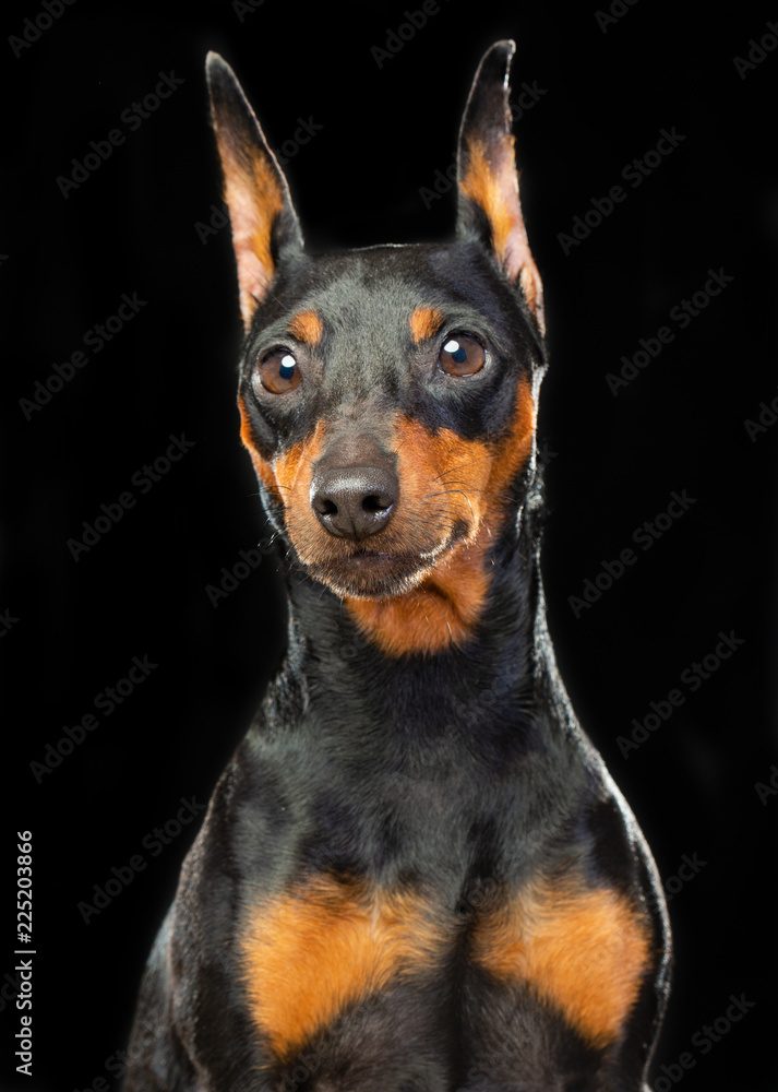 Zwergpinscher Dog Isolated on Black Background in studio Zwergpinscher Dog Isolated on Black Background in studio