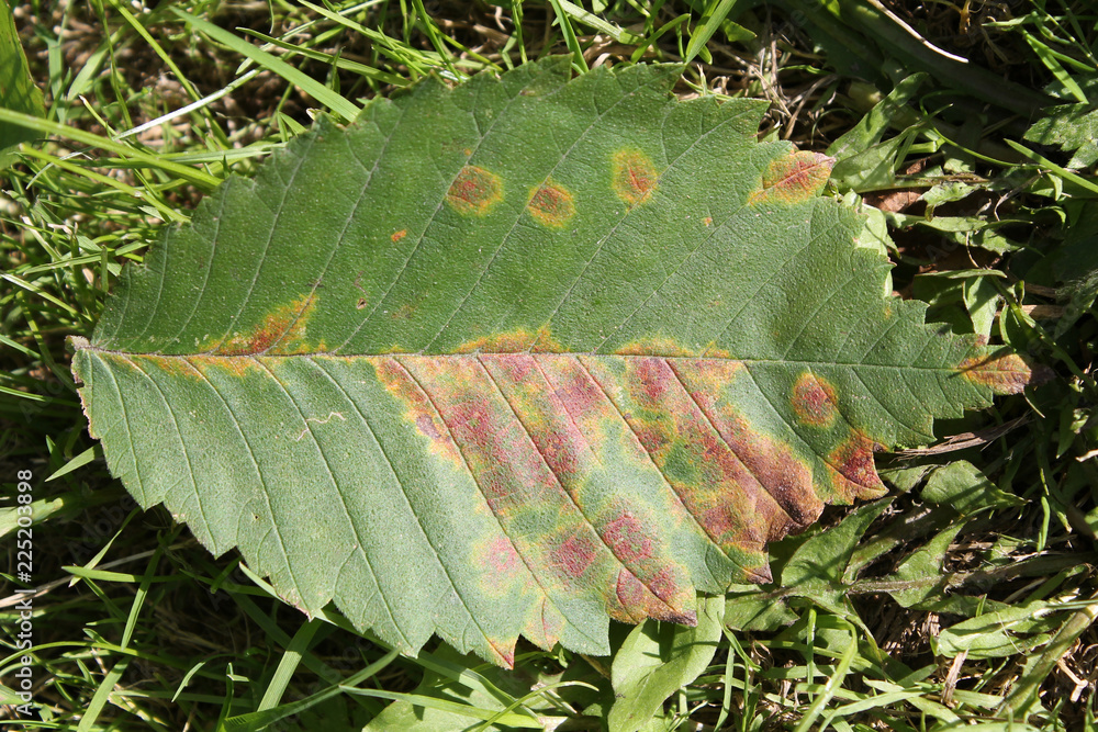 Elm mottle virus or EMoV. Chlorotic ringspot and Line pattern symptoms in leaf of Ulmus glabra