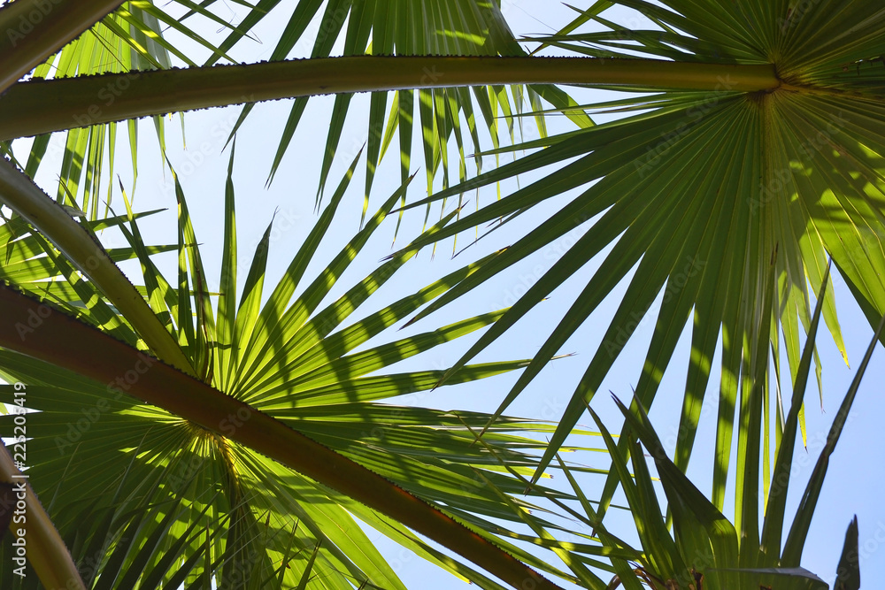 Naklejka premium tropical palm leaves, green leaves