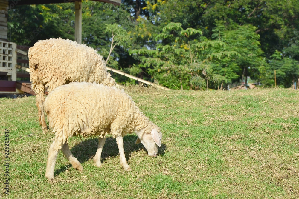 white sheep eating grass white sheep eating grass