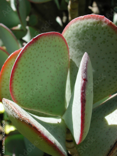 Crassula arborescens  photo