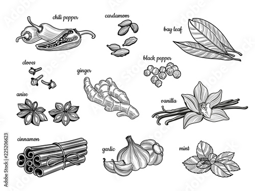 Set of spices. Black pepper, cinnamon, mint, cloves, chili pepper, vanilla, Bay leaf, star anise, garlic, cardamom, ginger. 