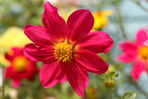 pink cosmos flower