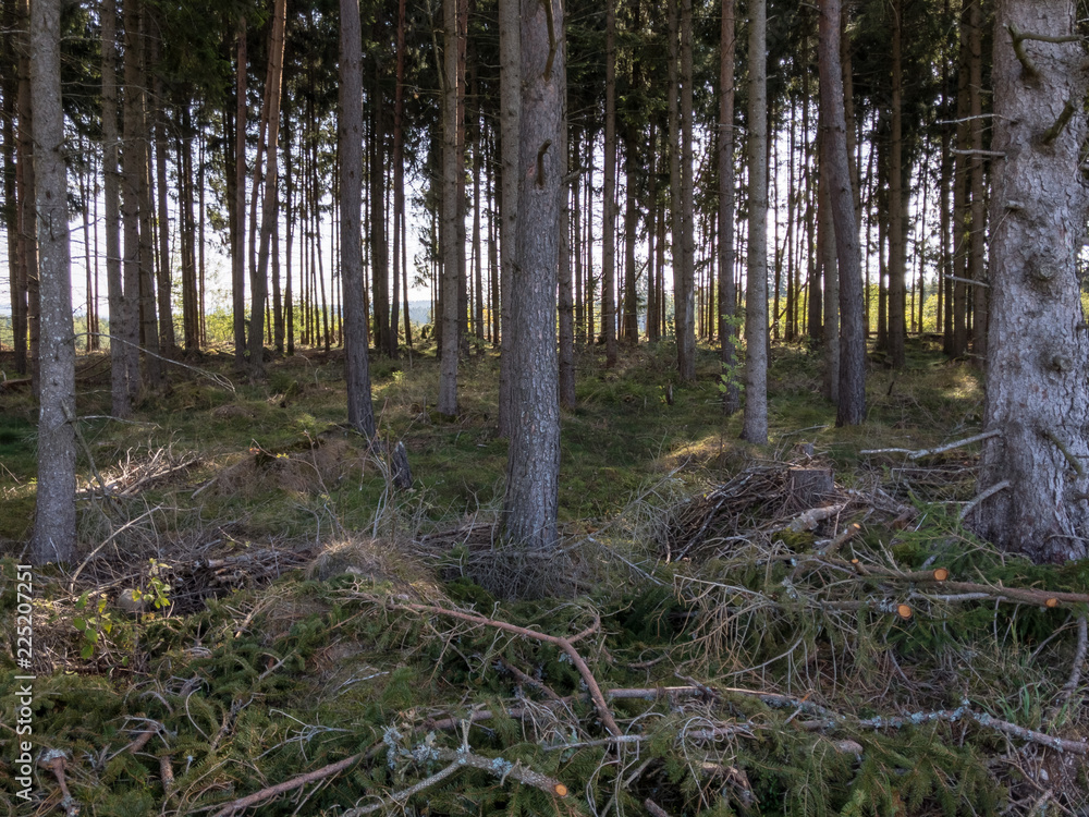 Fototapeta premium forest in autumn