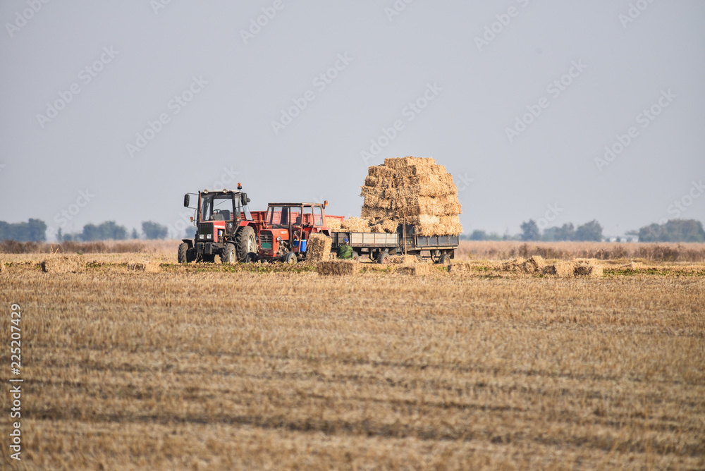 Obraz premium people make bales of hay in a field