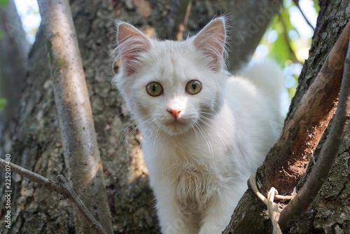 little white kitten sitting on a brown tree © butus