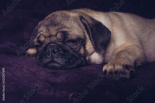 pug puppy resting lying on the couch. pug lies on a purple blanket