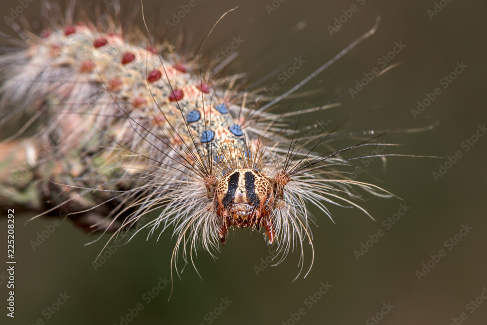 The gypsy moth ( Lymantria dispar ) - family Erebidae - hairy, colorful caterpillar - macro - closeup The gypsy moth ( Lymantria dispar ) - family Erebidae - hairy, colorful caterpillar - macro - closeup