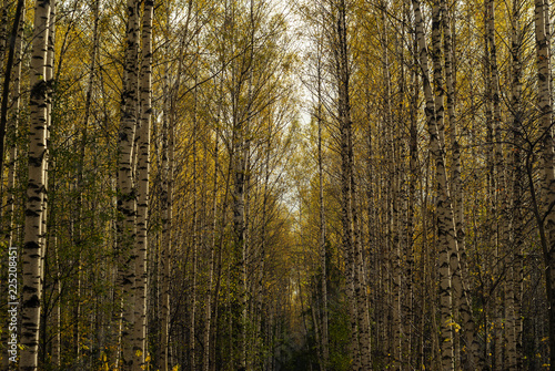 autumn birch grove with yellow foliage in golden light