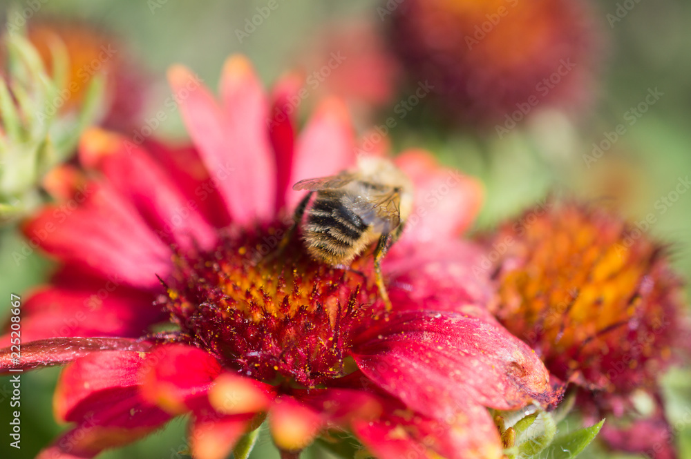 Pszczoła na czerwonm kwiatku - obrazy, fototapety, plakaty 